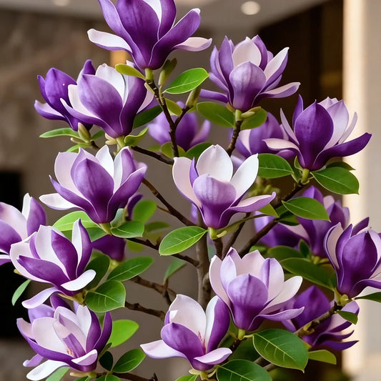 Magnolia liliiflora hagymái (lila orchideák) 🌸 A virágok elrejtik a leveleket, az illat betölti a levegőt