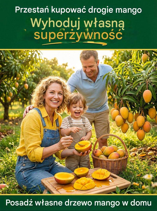 [1-2 évnyi eredmény] GMO-mentes törpe oltott mangó palánták