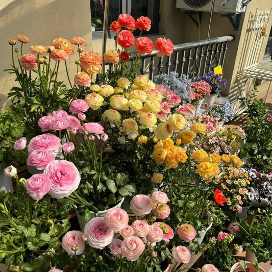 Boglárka hagymás virágai – finom, elegáns, felejthetetlen 🌸