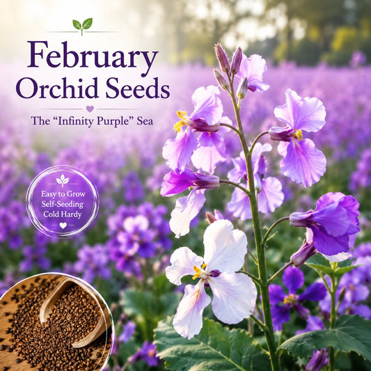 💜Februári orchidea magok | Infinity Purple Sea