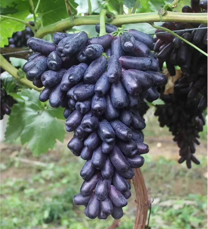 🔥 UTOLSÓ NAPOS AKCIÓ 30% KEDVEZMÉNY 💜 Édes zafír szőlő (ritka ujjas szőlő) 🍇
