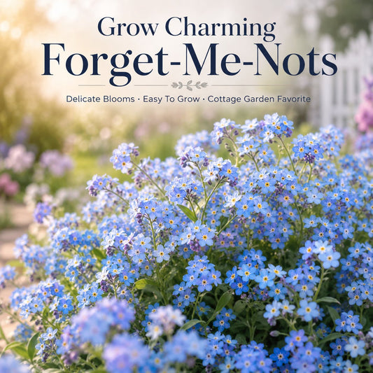 Blue Memory Nefelejcs magok – Minőségileg ellenőrzött Cottage Garden Blooms 🌿💙