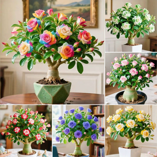 🌵 Ritka sivatagi rózsa magok 🌺 Könnyen termeszthető