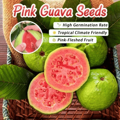 🔥Organikus rózsaszín guava magok | 🌿Gyors csírázásra előkészítve (99%-os csírázás)