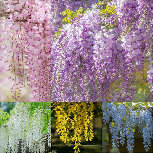🌸Akácmagok – A kert zuhatagszerű szépsége egész évben💗