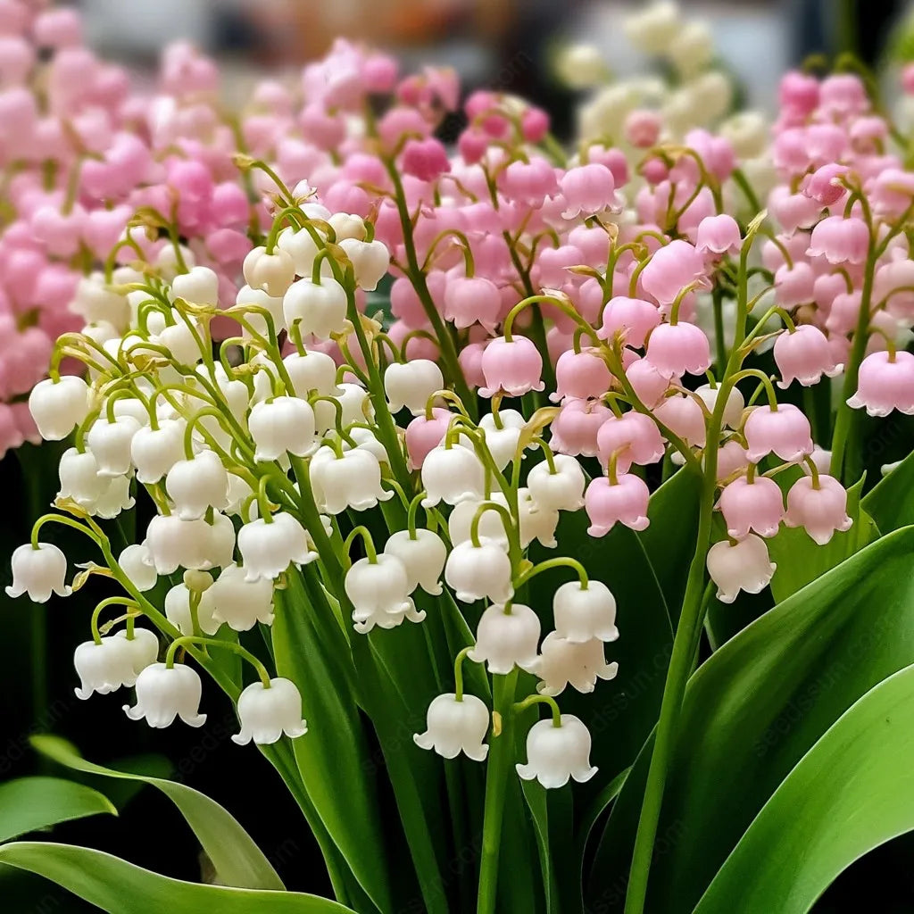 💐GYÖNGYLIMÓ – MEGÉRKEZIK A BOLDOGSÁG