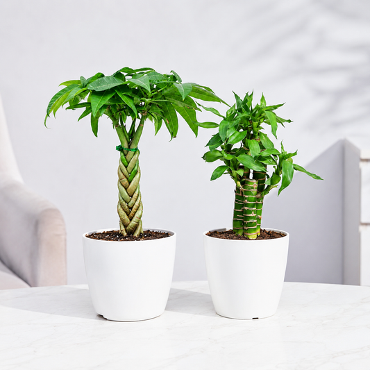 Duet Dobrobytu Vastu
