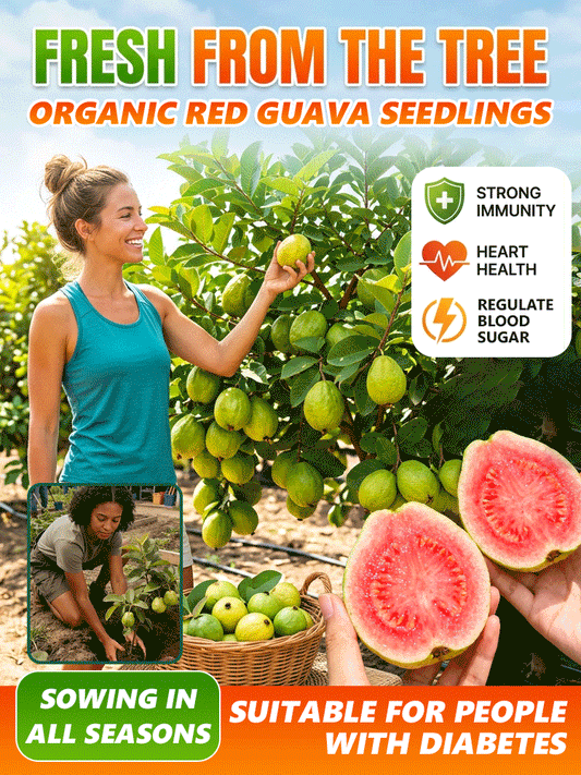 [C-vitamin bomba] Bio vörös guava palánták