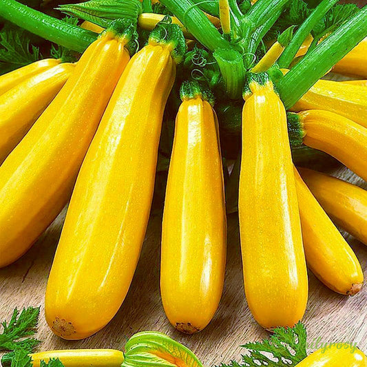 Banáncukkini - Aranycukkini🌿Minden évszakban termeszthető