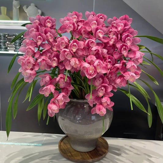 👑 Az orchideák királynője — Tartós Cymbidium hagymák