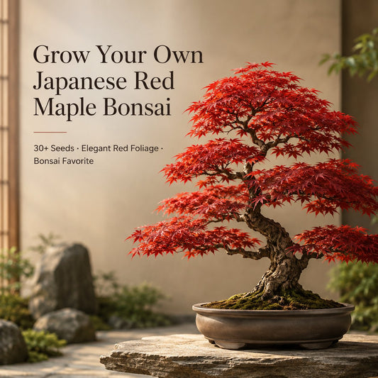 Kiváló minőségű japán vörös juhar magok – több mint 30 mag látványos skarlátvörös színben 🍁